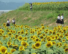 広大なひまわり畑がある明野キャンパス
