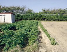 育てることの大切さと喜びを知る実習農園