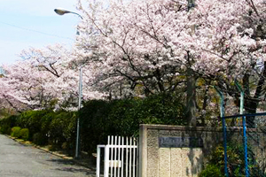 柏原市立桜坂中学校の写真