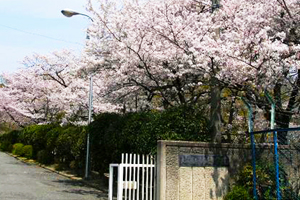 柏原市立桜坂中学校